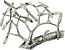 Омела белая (ветвь женского растения с ягодами)