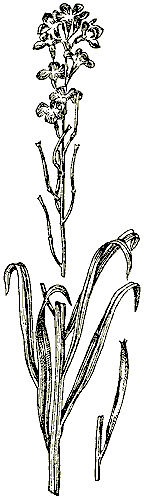 Желтофиоль садовая